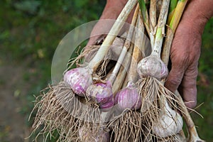 Organic garlic gathered at ecological farm in farmer's hands