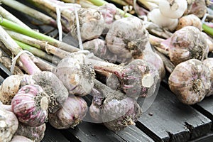 Organic garlic harvest in a home garden