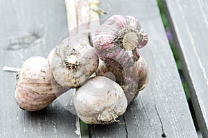 Organic garlic harvest in a home garden