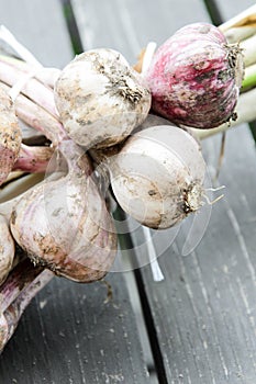 Organic garlic harvest in a home garden