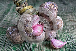 Organic garlic variety in Ecuador