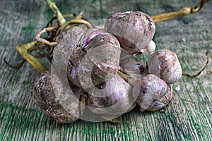 Organic garlic variety in Ecuador