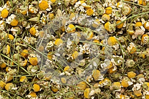 Organic German chamomile (Matricaria chamomilla) flowers. photo