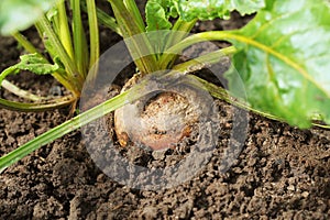 Organic golden beets growing in bed
