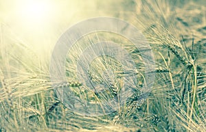 Organic golden ripe ears of wheat in field