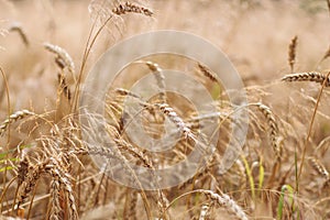 Organic golden ripe ears of wheat in the field, soft focus, closeup, agriculture background.