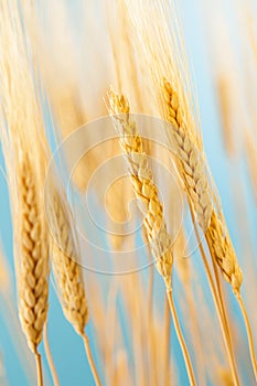 Organic Golden Wheat Crop