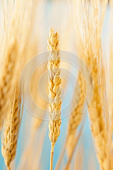 Organic Golden Wheat Crop