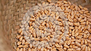 Organic golden wheat grains in rustic wooden braided bowl close up