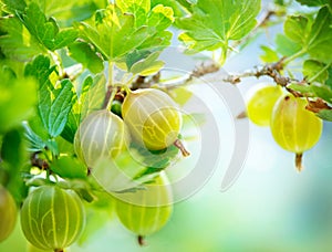 Organic Gooseberry Growing