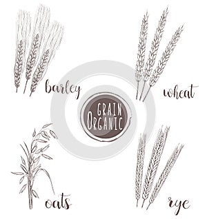 Organic grain sketch illustration. Hand drawing wheat, barley, oats, rye