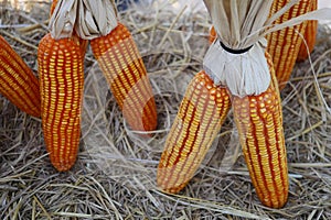 The organic grain yellow corn seed or maize and dry corn cob background.