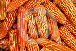 The organic grain yellow corn seed or maize and dry corn cob background.