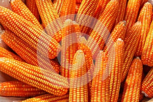 The organic grain yellow corn seed or maize and dry corn cob background.