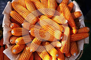 The organic grain yellow corn seed or maize and dry corn cob background.