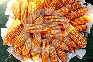 The organic grain yellow corn seed or maize and dry corn cob background.