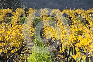Organic grape vineyard, California.