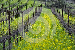 Organic grape vineyard in spring