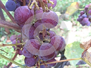 Organic grapes