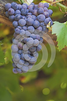 Organic grapes from the central valley, Chile