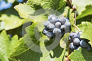 Organic Grapes in Fall. Ripe Grapes Hang From a Vine. Vineyards at Sunset in Autumn Harvest.