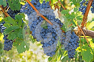 Organic Grapes in Fall. Ripe Grapes Hang From a Vine. Vineyards at Sunset in Autumn Harvest.