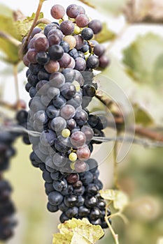 Organic Grapes in Fall. Ripe Grapes Hang From a Vine. Vineyards at Sunset in Autumn Harvest.