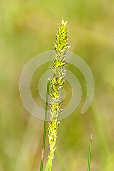 Organic Grass Flower in the Field