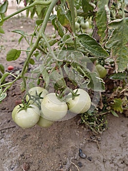 Organic great white tomato plants in the garden