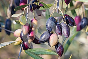 Organic Greek Calamata olives ripening on olive tree branch with blurred background