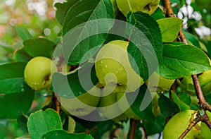 Organic green apples on the branch on the tree