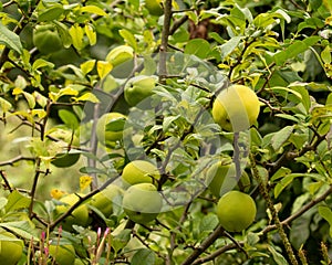 Organic green apples growing on leafy branch in English garden. Concept of healthy living