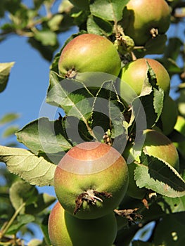 Organic green apples just ripening in harsh spring sun