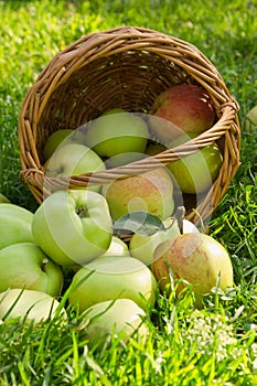 Organic green apples spilled from the basket, vertical image