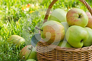 Organic green apples in a weacker basket on the green grass, close-up