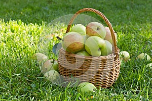 Organic green apples in a wicker basket on the green grass