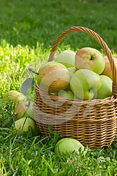 Organic green apples in a wicker basket on the green grass, vertical image