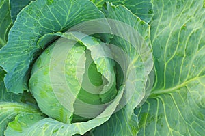 Organic green cabbage