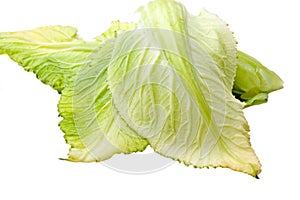 Organic green cabbage natural leaf isolated