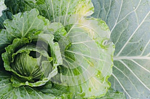 Organic green cabbage vegetable
