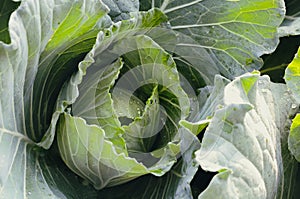Organic green cabbage vegetable