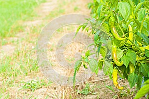 Organic green chilies growing outside as eco farming concept