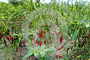 Organic green chilly plants