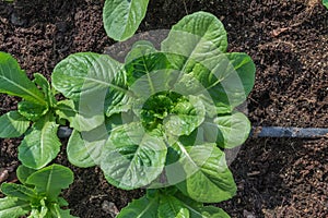 Organic green cos plant with drip irrigation system