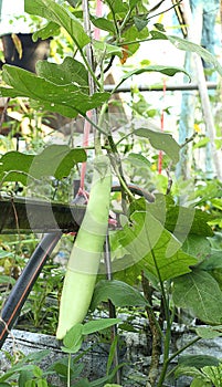 Organic green eggplant cultivate in the own garden