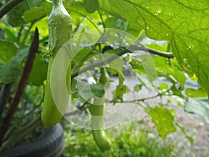 Organic Green eggplant, home gardening, backyard farming, freetime activity.