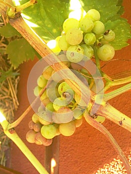 Organic Green Grape Vine