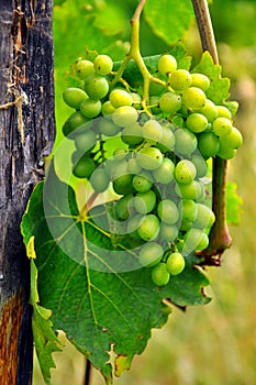 Organic green grapes