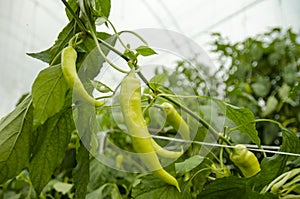 Organic Green hot peppers