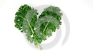 organic green kale leaf vegetable closeup on white background